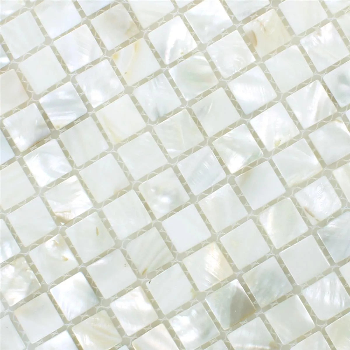 Mosaic Tiles Shell Kordon White Tile 305x305mm | Luxury Tiles UK